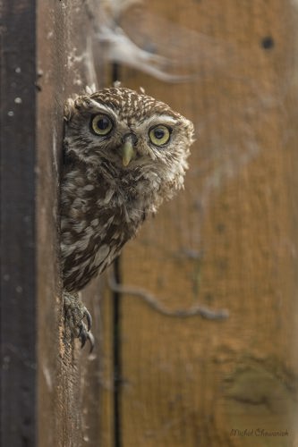 MyWestLothian - OwlCentre